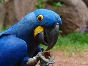 blue-macaws-406776_1920